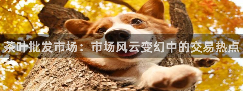 安信12账号