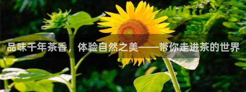 安信娱乐12登录地址