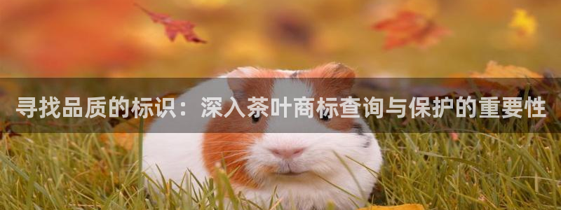 安信安翼 12账号