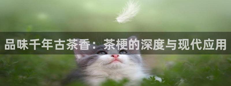 安信安翼 12账号